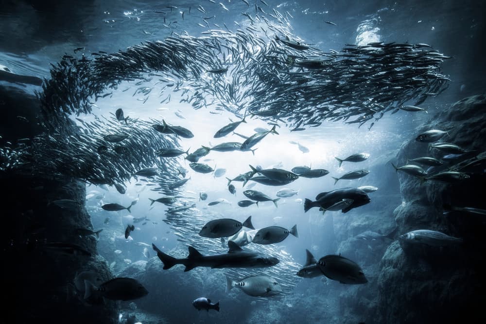Deep Blue Fish Swirl by Takashi Suzuki — canvas wall art