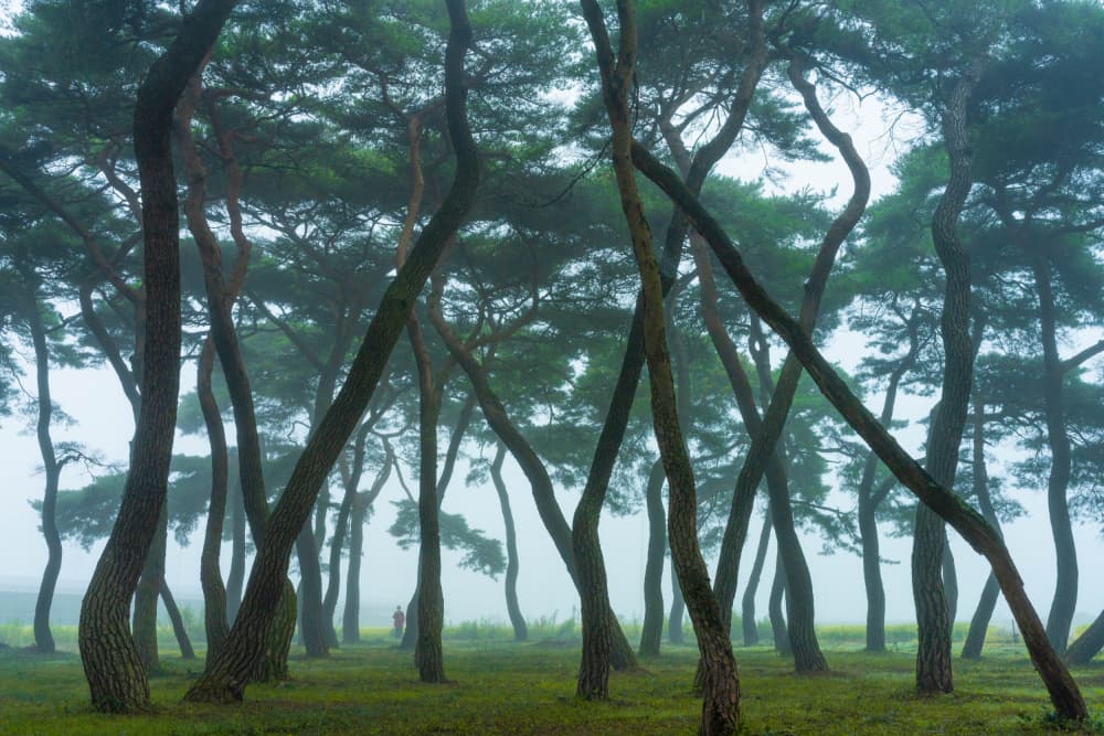 Misty Pine Forest by MIN CHEOL KIM — canvas wall art