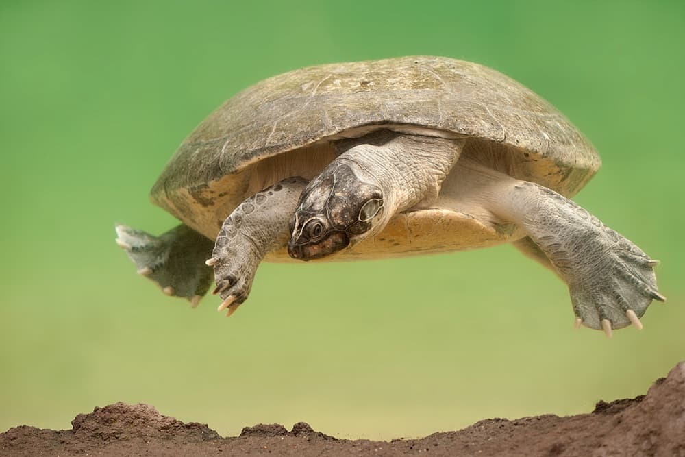 Graceful Green Turtle by Wendy — canvas wall art