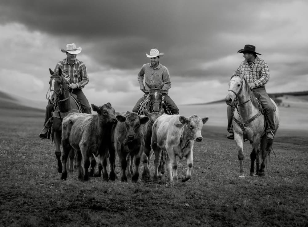 Western Cowboys Herding Calves by Frank Ma — canvas wall art