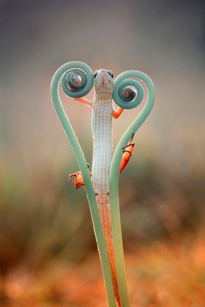 Sweet Heart Lizard by Hendy Mp — canvas wall art