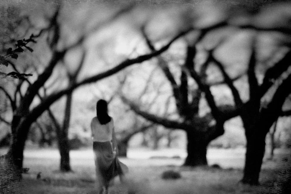 Solitary Walk Through Woods by Teruhiko Tsuchida — canvas wall art