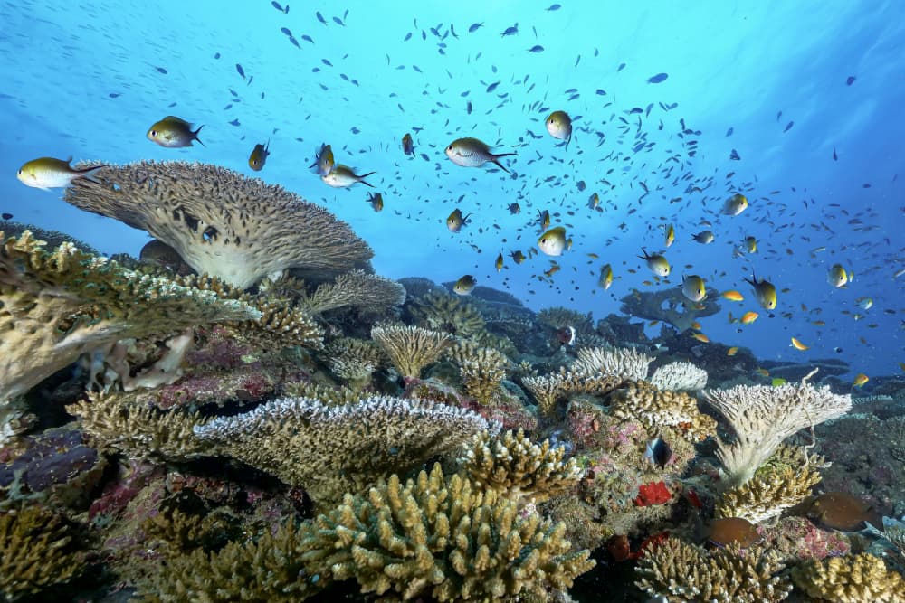 Vibrant Coral Reef Life by Serge Melesan — canvas wall art