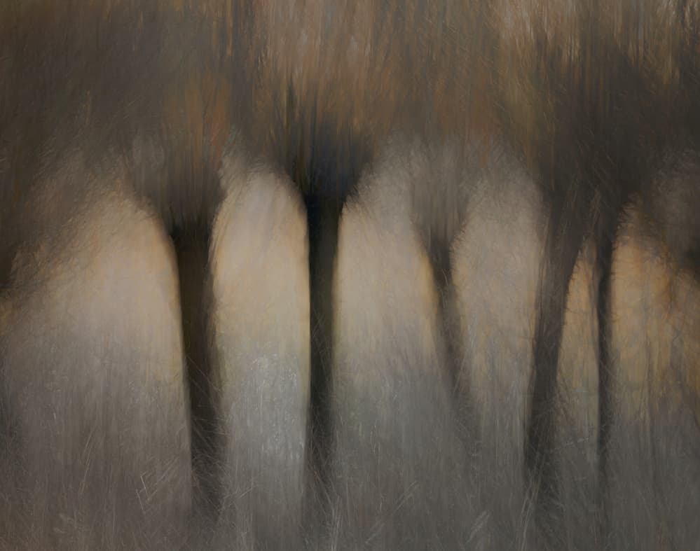 Pollard willows by Nel Talen — canvas wall art