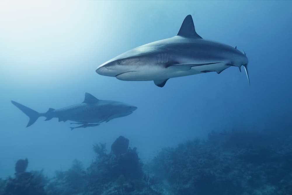 Underwater Shark Duo by Serge Melesan — canvas wall art