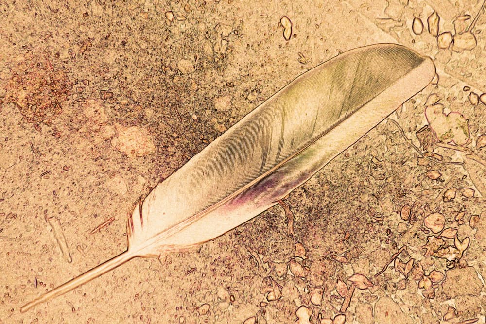 Subtle Feather on Earth by Santhosh ch — canvas wall art