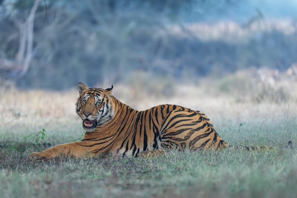 Alert Bengal Tiger by Yogesh Bhatia — canvas wall art