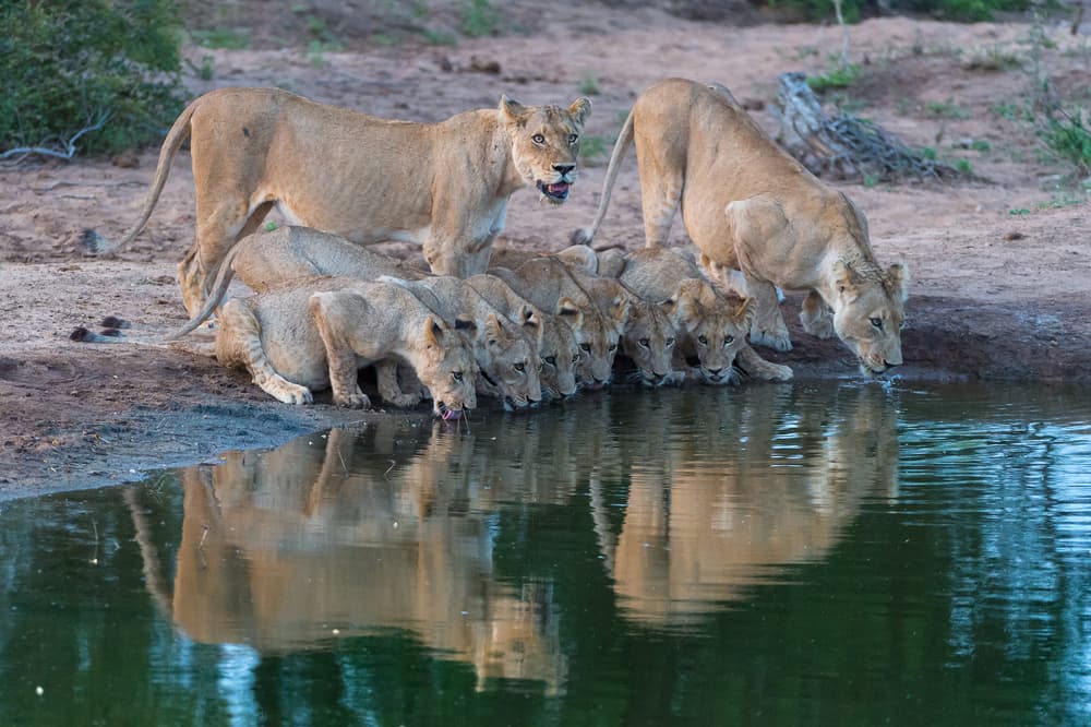 Thirsty Lion Pride by Marc Pelissier — canvas wall art