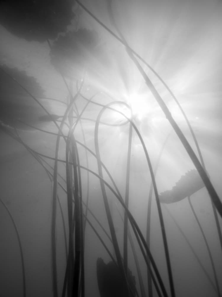 Water Lilly by Shot by Clint — canvas wall art