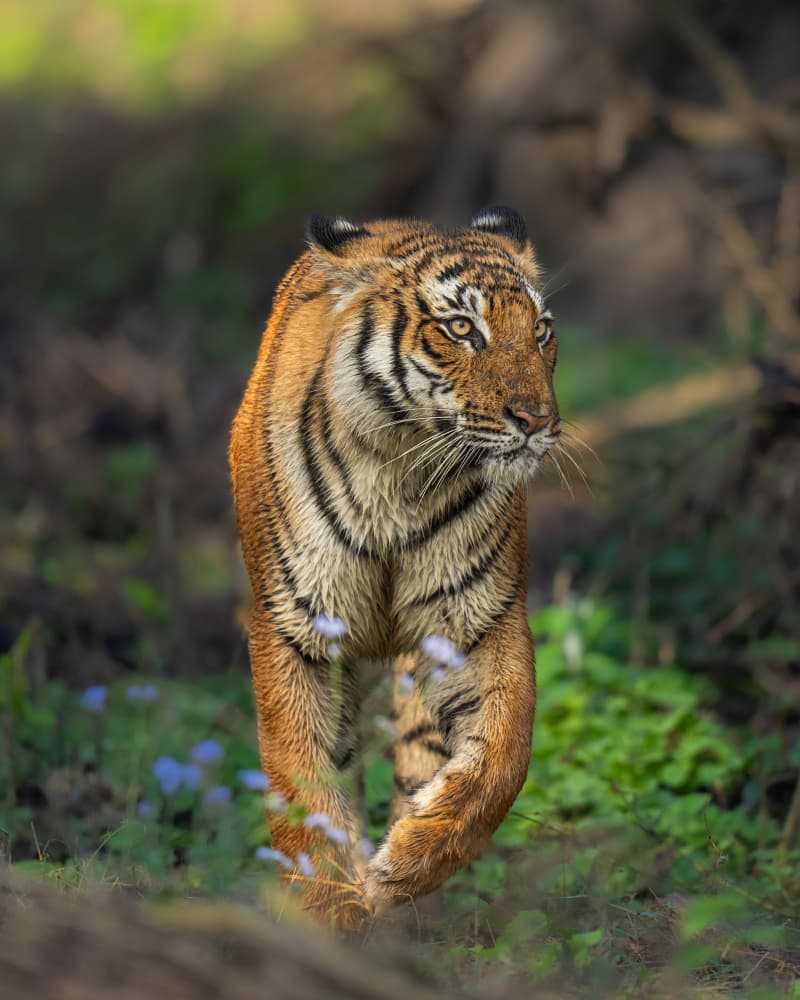 Majestic Tiger Walk by Yogesh Bhatia — canvas wall art