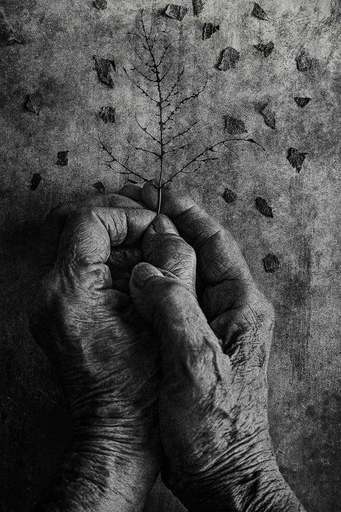 Aged Hands Delicate Branch by Stephen Clough — canvas wall art
