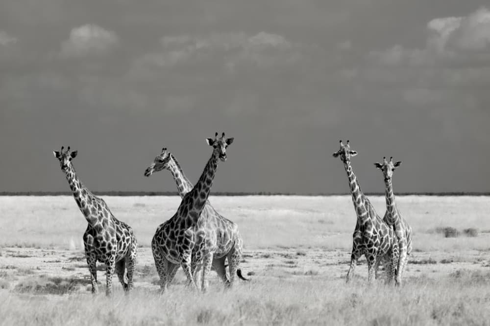 Wild African Giraffes by Mathilde Guillemot — canvas wall art