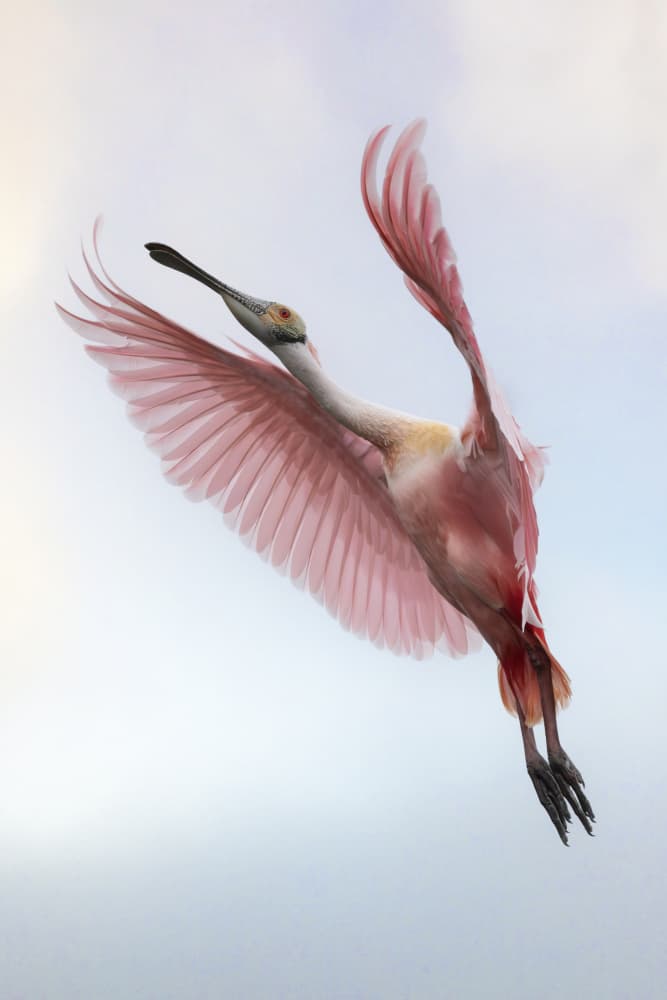 Pink Spoonbill in Flight by Linda D Lester — canvas wall art