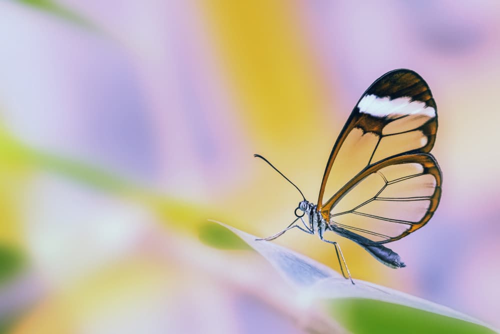 Clear Winged Butterfly by Hardik Pandya — canvas wall art