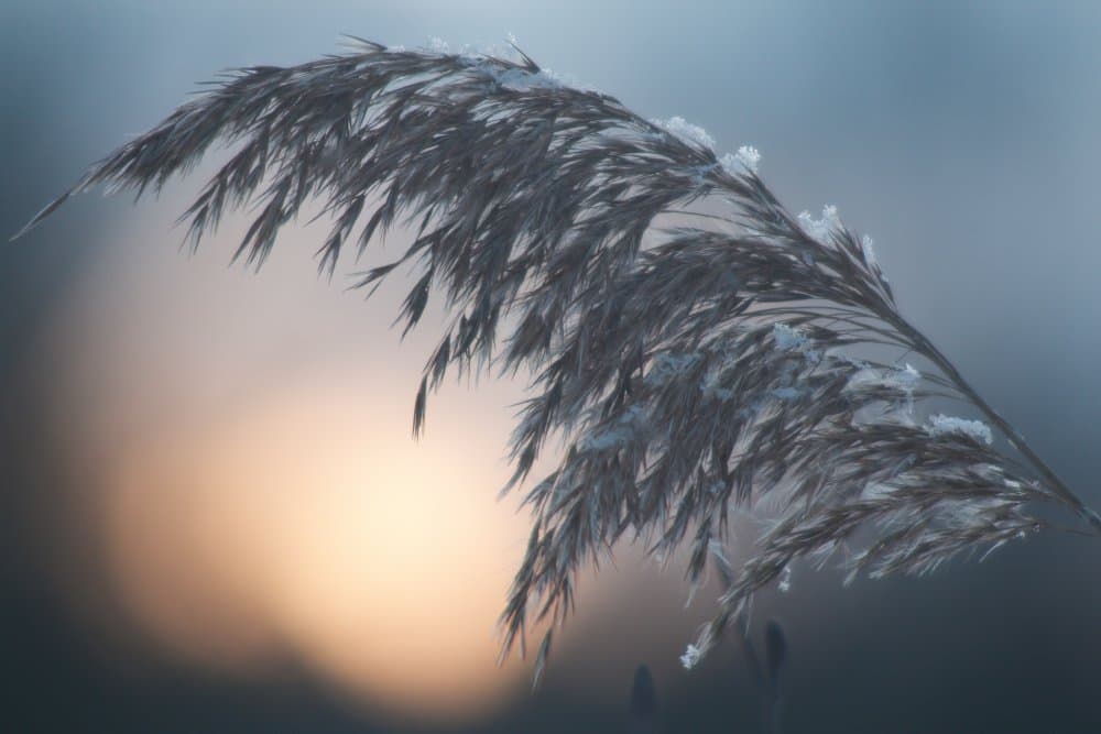 Soft Frosted Reeds by Vaidas Cekuolis — canvas wall art