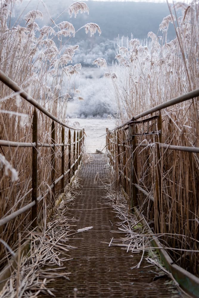 Frosted Winter Path by Gabriel Jakab — canvas wall art