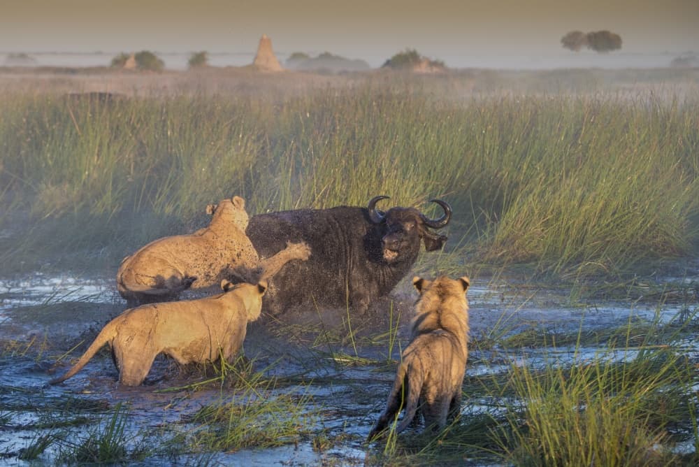 Wild African Buffalo Hunt by Giulio Zanni — canvas wall art