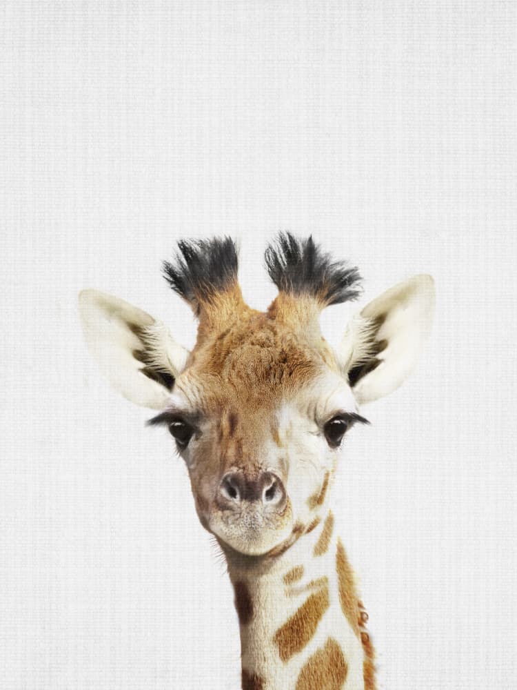 Cute Baby Giraffe by Lila & Lola — canvas wall art