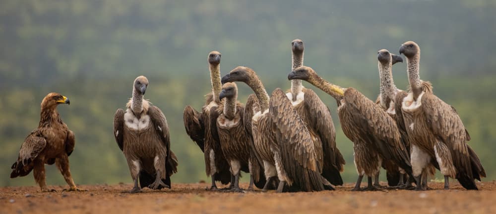 African Birds Standoff by Peet van den Berg — canvas wall art