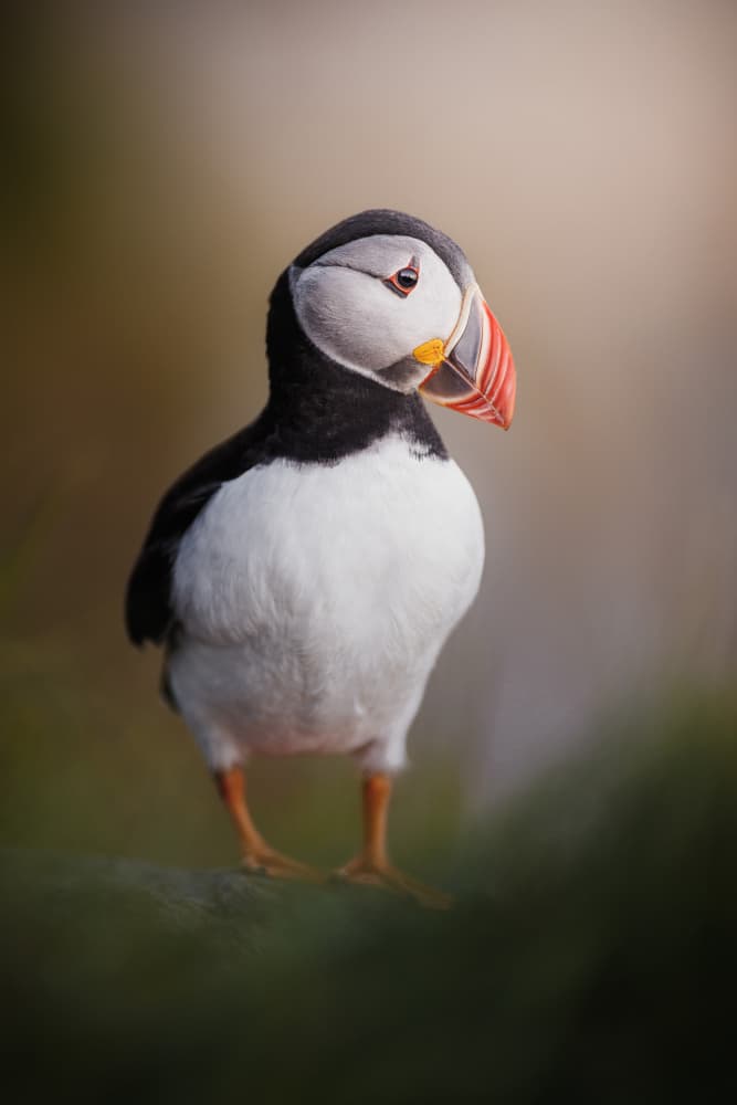 Curious Puffin Portrait by Magnus Renmyr — canvas wall art