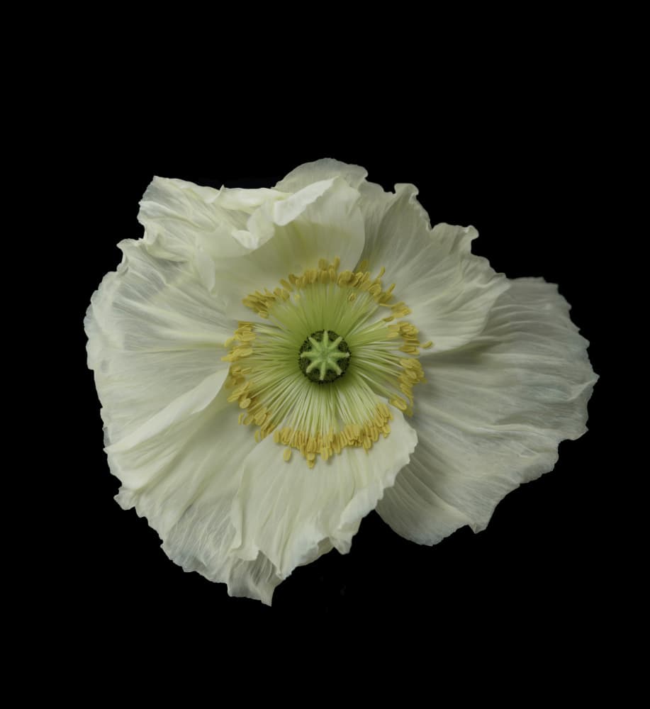 White Poppy Bloom by Lotte Grønkjær — canvas wall art