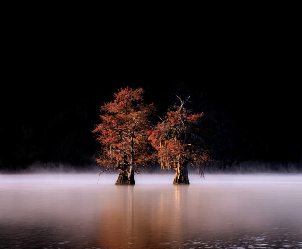 Cypress Trees Misty Lake by NanZ — canvas wall art