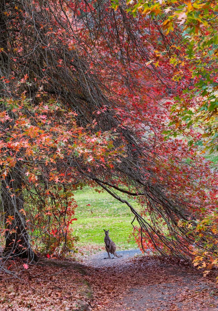 Kangaroo Under Autumn Leaves by Wayne Pearson — canvas wall art