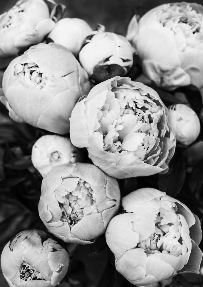 Peonies by Kathrin Pienaar — canvas wall art