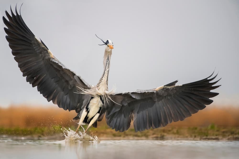 Grey Heron Taking Flight by Jie Fischer — canvas wall art