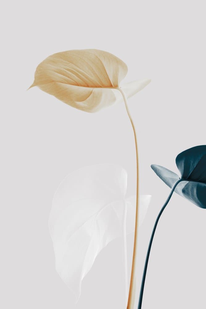 Elegant Plant Forms by Pictufy Studio III — canvas wall art