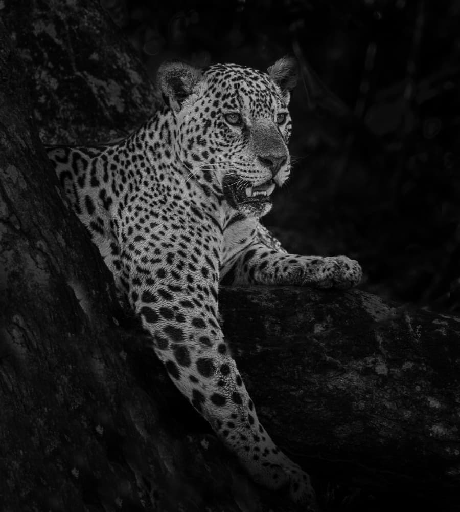 Majestic Jaguar Portrait by Liwen Tao — canvas wall art
