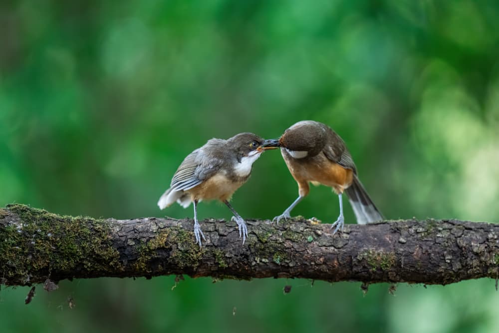 Nurturing Forest Birds by Yogesh Bhatia — canvas wall art