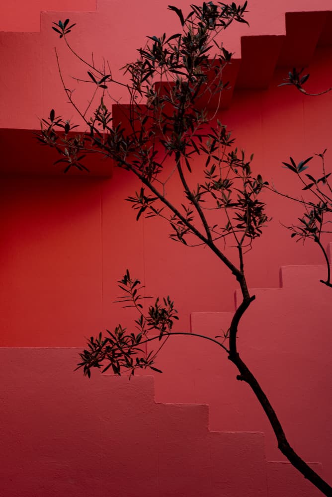 Red Stairs Tree by Linda Wride — canvas wall art