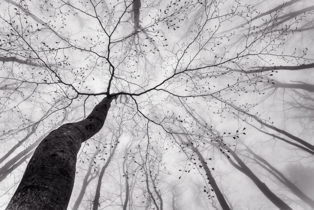 Winding Tree in Mist by Tom Pavlasek — canvas wall art