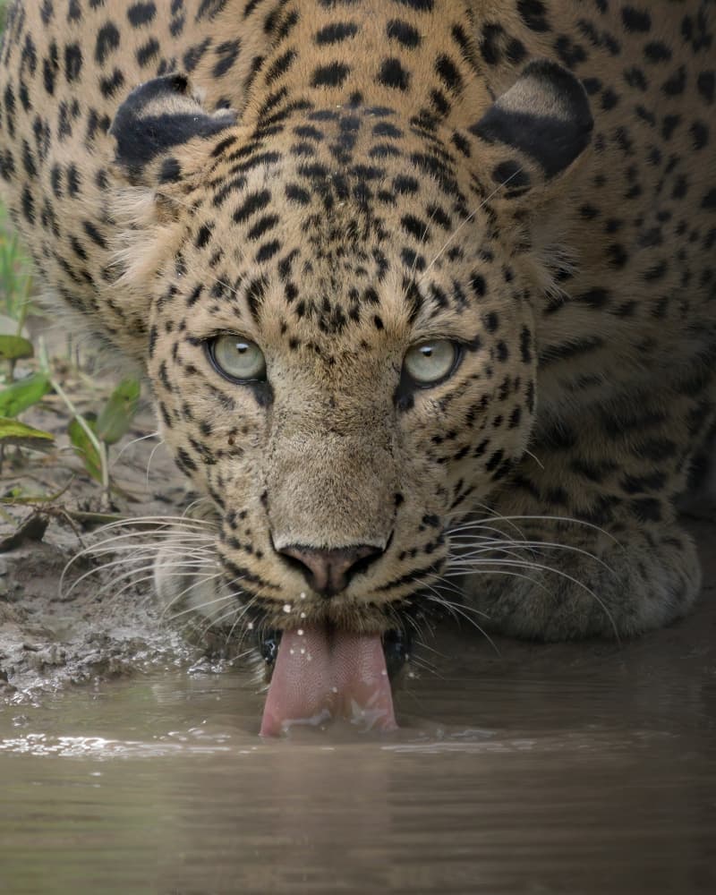 Leopard's Thirsty Gaze by Chaitanya Rawat — canvas wall art