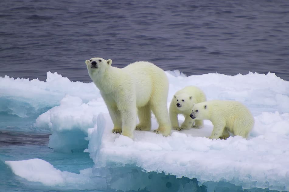 Polar Bear Family by Vadim Balakin — canvas wall art
