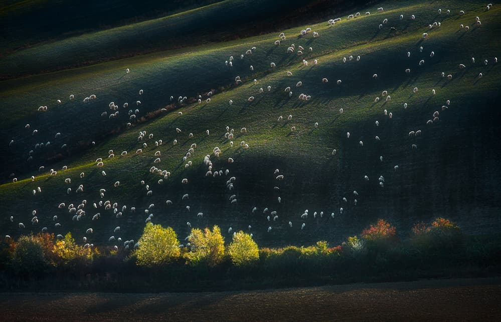 Sheep on Golden Hills by Peter Svoboda MQEP — canvas wall art