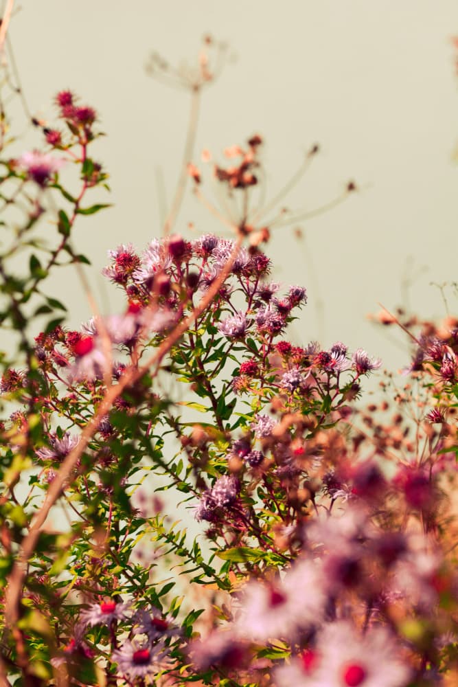 Blushing Wildflowers by Olivia Joy StClaire — canvas wall art