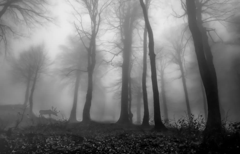 Deer in Foggy Woods by Ummu Nisan Kandilcioglu — canvas wall art