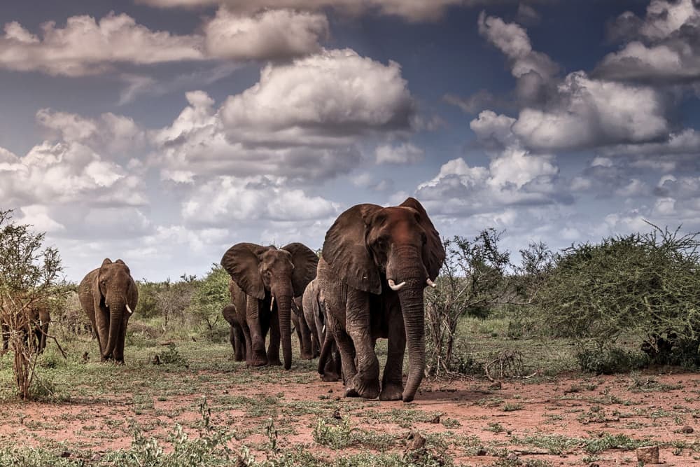 African Elephant Journey by alberti Patrick — canvas wall art