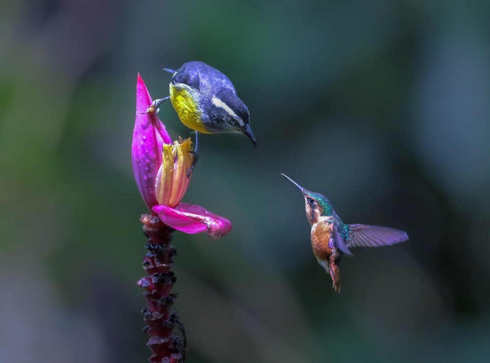 Colorful Birds Share Nectar by Tony Yu — canvas wall art
