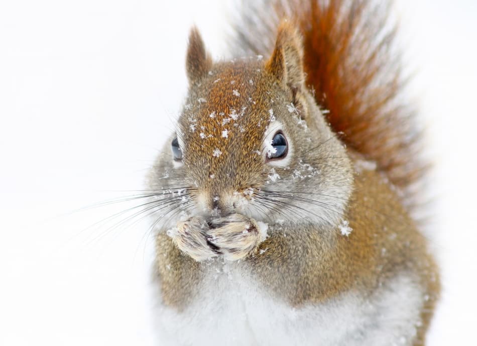 Red Squirrel In Snow by Mircea Costina — canvas wall art