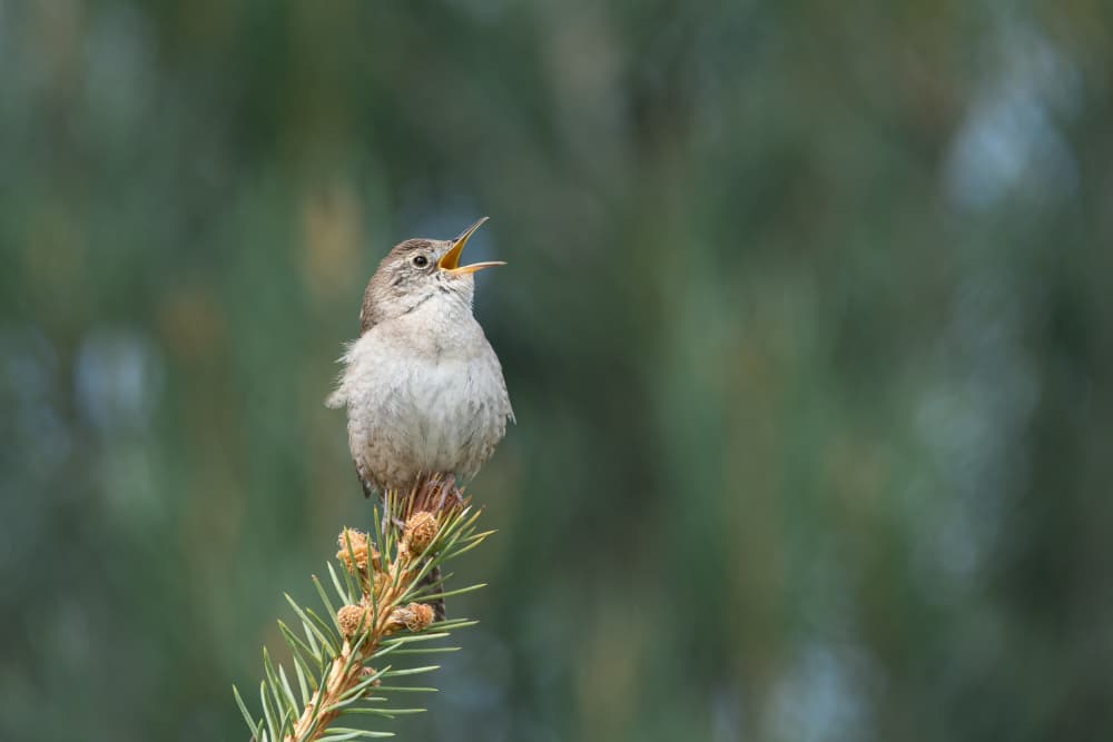 Wren's Lively Song by Xiang yang Cui — canvas wall art