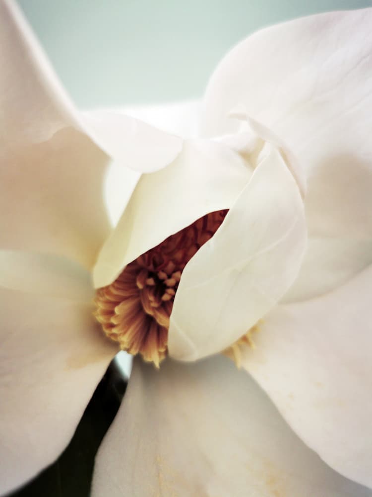 Soft Magnolia Bloom by Angelo Cerantola — canvas wall art