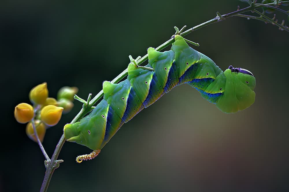 Vibrant Green Caterpillar by Jimmy Hoffman — canvas wall art