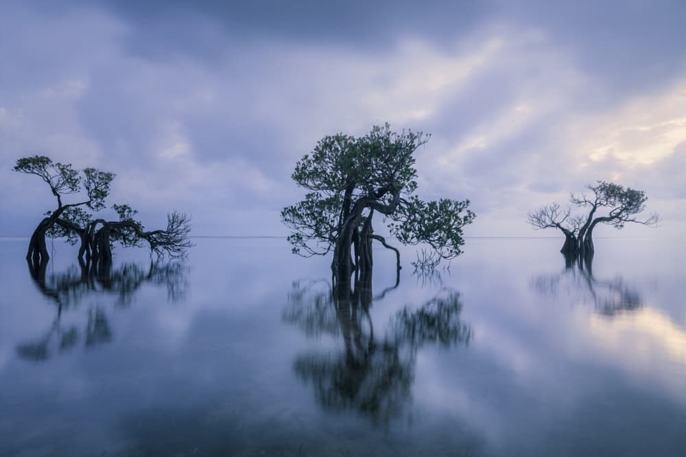 Serene Mangrove Reflections by Liguang Huang — canvas wall art