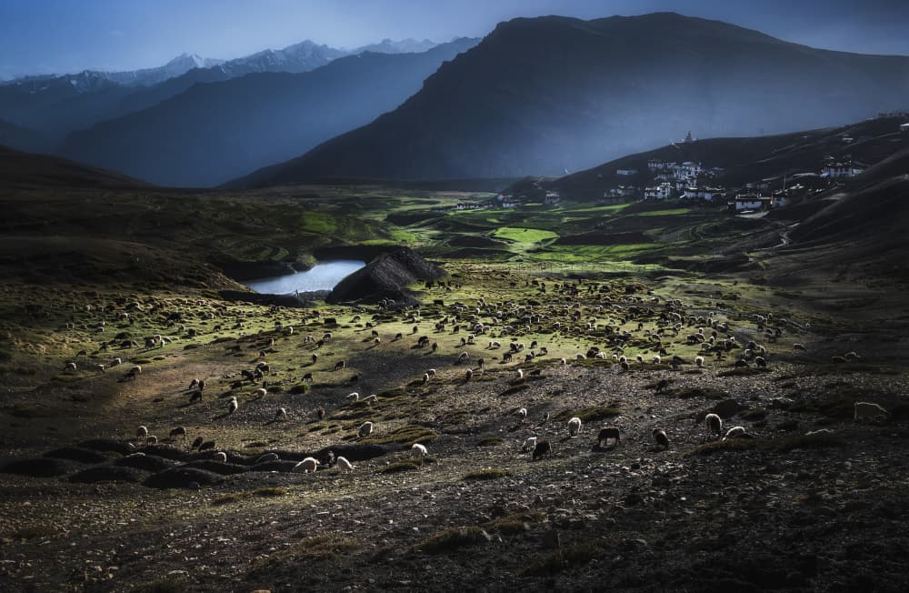 Misty Mountain Village Sheep by Anita Singh — canvas wall art
