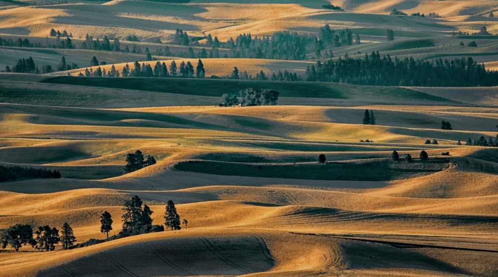 Golden Rolling Fields by NanZ — canvas wall art