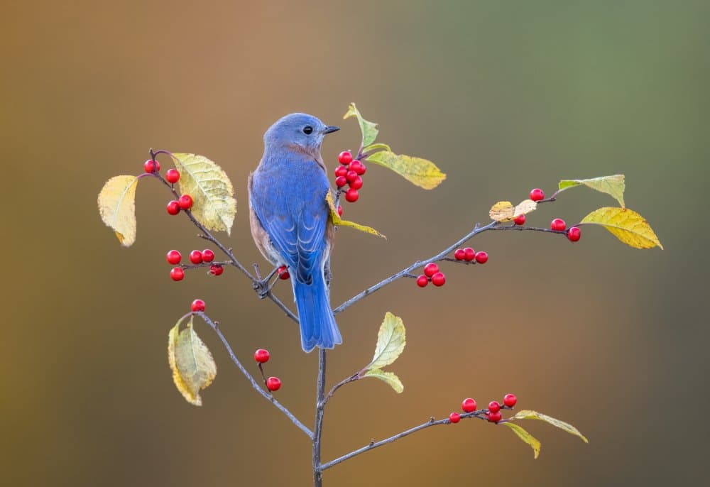 Bluebird on Berry Branch by Donald Luo — canvas wall art
