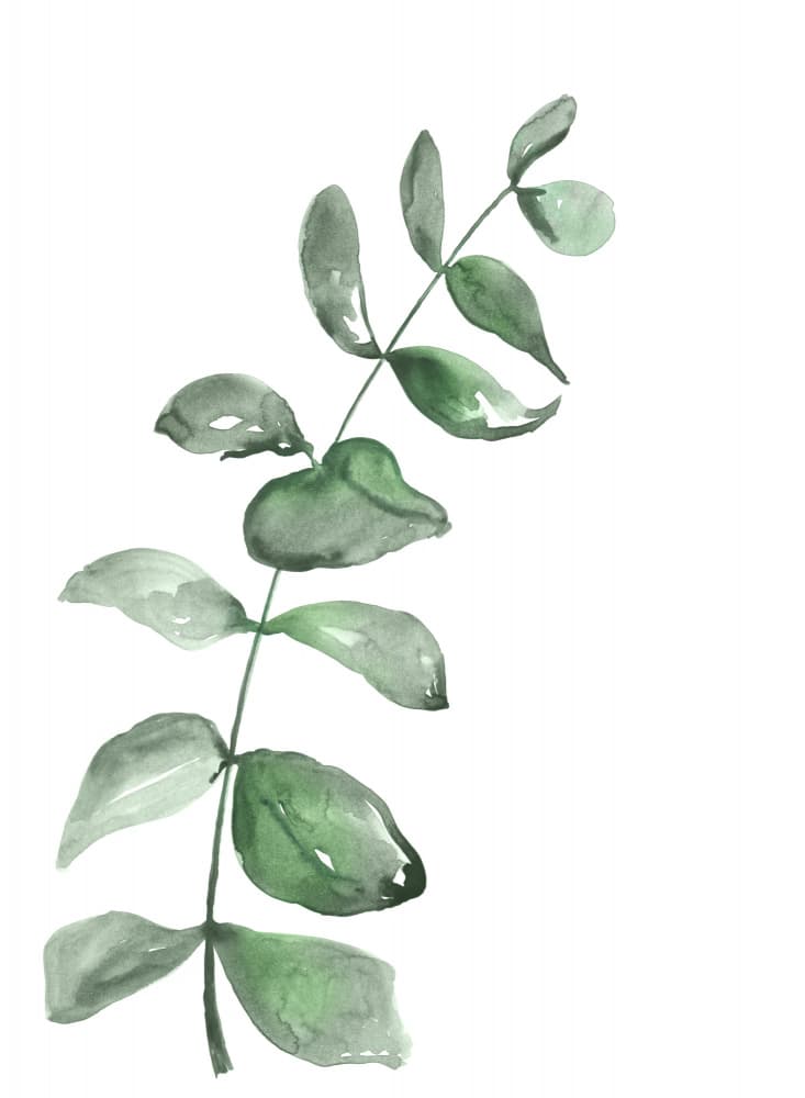 Green Eucalyptus Branch by Rosana Laiz Blursbyai — canvas wall art